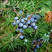 juniperberryessentialoiljuniperuscommunis002450x450