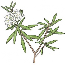 ledum-groenlandicum