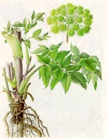 angelica_dizirdzene