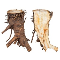 angelica_root_1037275648