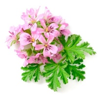 egyptian_geranium