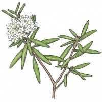 ledum-groenlandicum