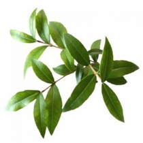 aniseed-myrtle-botanical