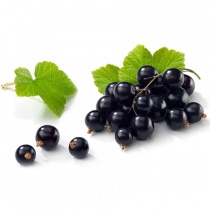 blackcurrantseedoil450x450