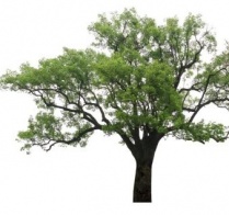 camphor-tree