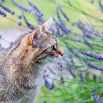cat-lavendar