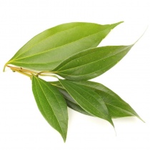 cinnamon-leaf