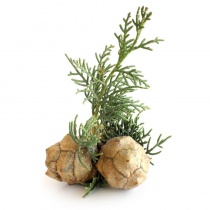 ciprese_513979491