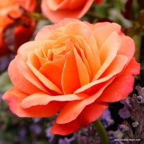 coral-lions-rose_00