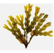 fucus