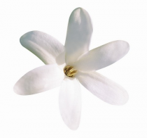 gardenia