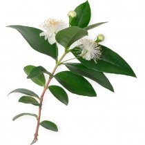 lemon_myrtle