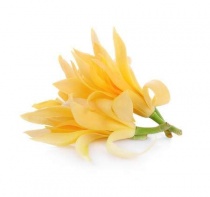 magnolia_817954606