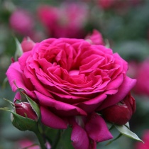 marokas_roze_abs_55604053