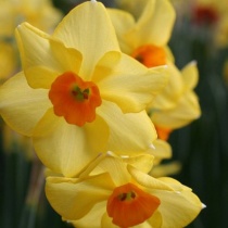 narcis