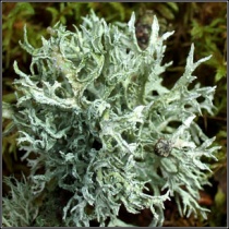 oakmoss
