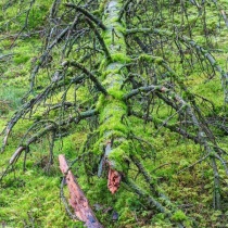 old-spruce-tree