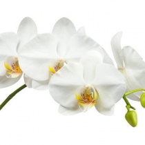 orhideja_1742215997