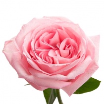 pink-o-hara-rose-2