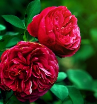 rose-bulg