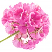 rose-geranium-pelargonium-graveolens-var-roseum