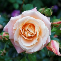 rose-peach