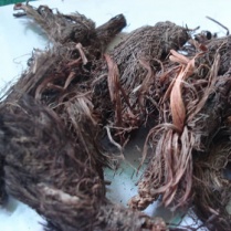 spikenards