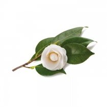 tea-camellia-sinensis-cover