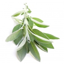 white-sage