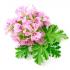 egyptian_geranium