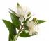 mirtes_ziedi_111557451