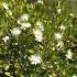 myrtus-communis--3450x450