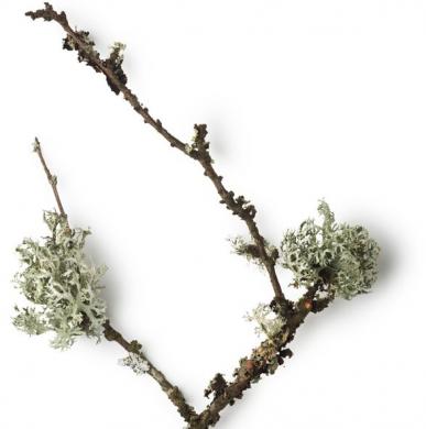 oakmoss_1975390502