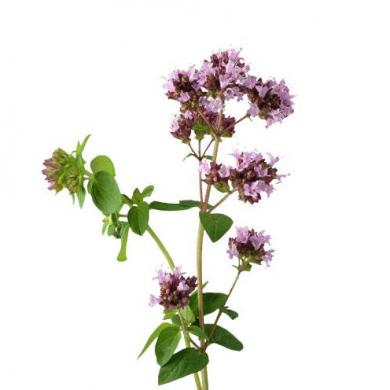 raudenebio