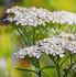 yellow-yarrow-essential-oil