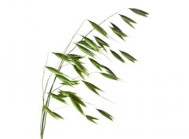 auzas1