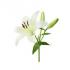 lilijas