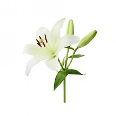 lilijas
