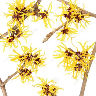 hamamelis-flower