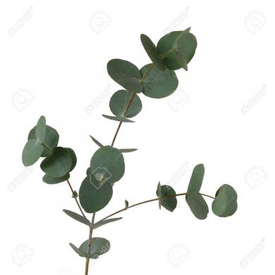 eucalyptus-globulus-