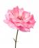 rose-otto