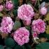 roze_centifolia