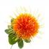 c5709e8ccb4d6ec9900177afa603f5a0seedoilorangeflowers450x450