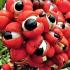 guarana