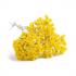 helichrysum