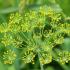 dill2_1795387231