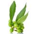 laurel-berry-oil_738108759