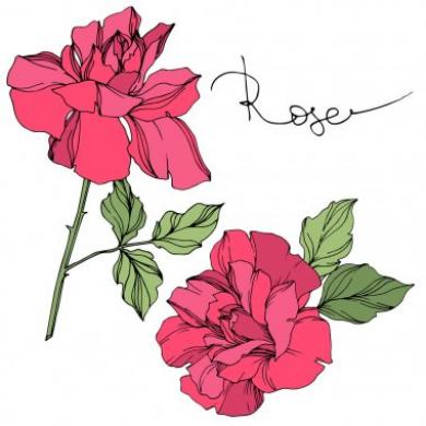 depositphotos_258219864-stock-illustration-vector-pink-roses-flowers-green