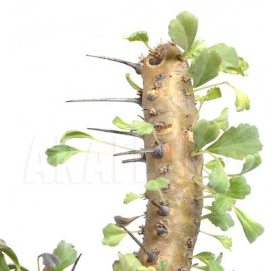 bushman_svece