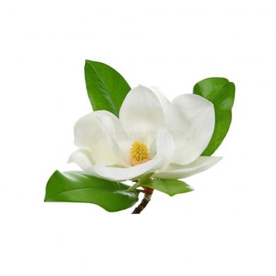 magnolija1